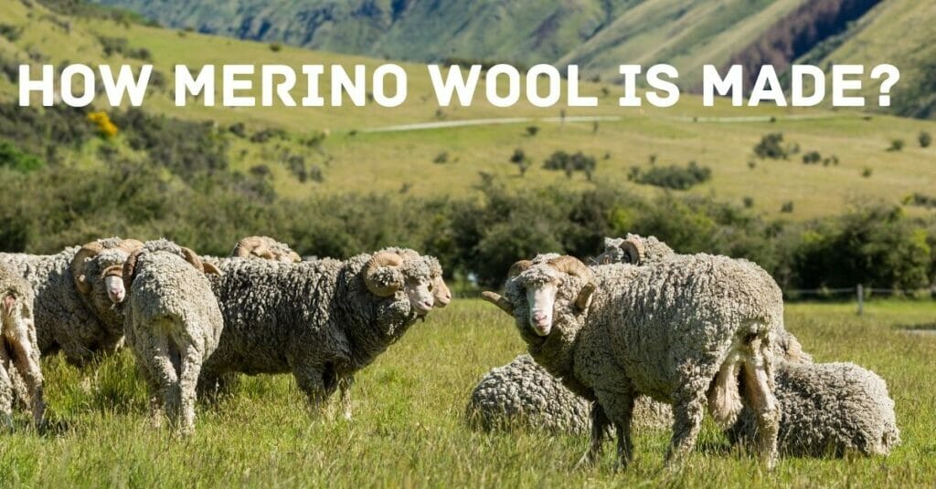 How Merino Wool is Made merino Protect