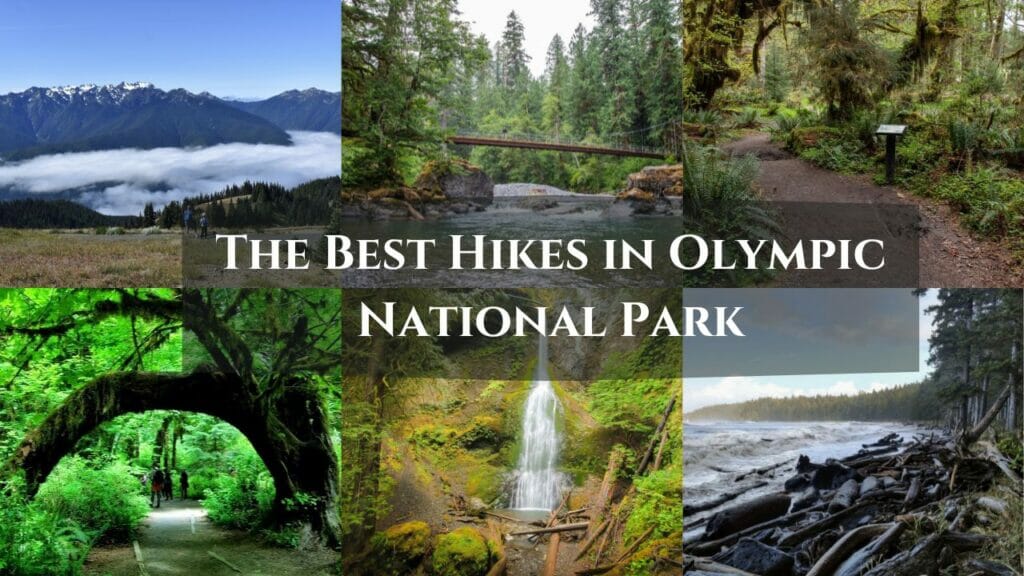 The Best Hikes in Olympic National Park