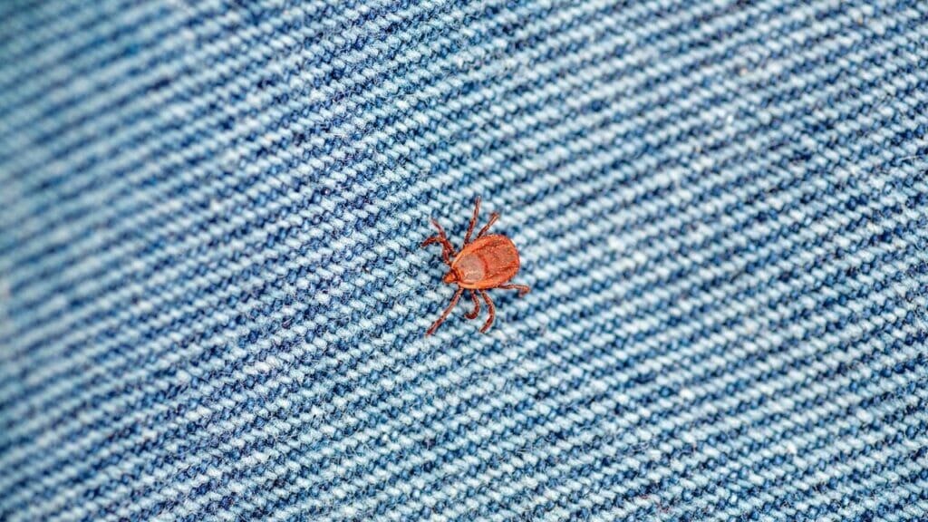 Can chiggers live on Clothes