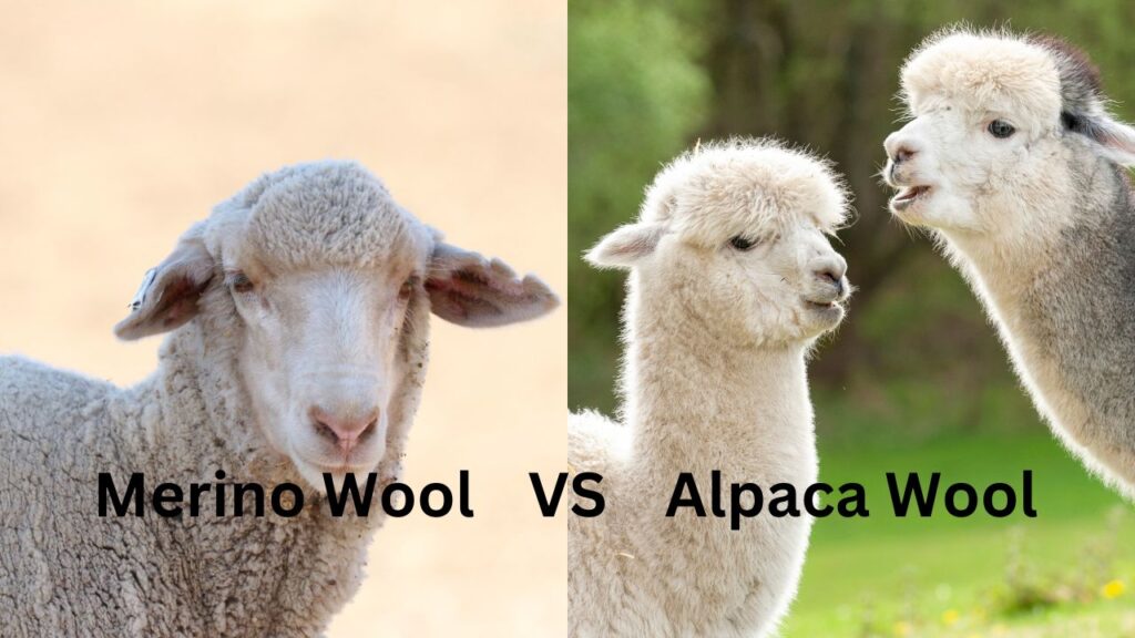 merino wool vs alpaca wool